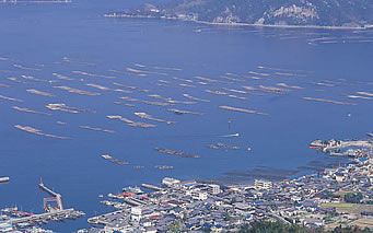 広島牡蠣　日本一の牡蠣の養殖場　沖美町で生牡蠣を産地直送